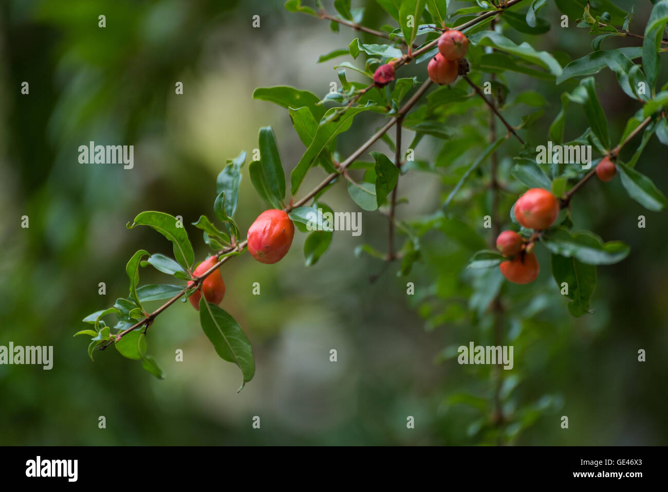 Pomegranate tree flowers Stock Photo Alamy