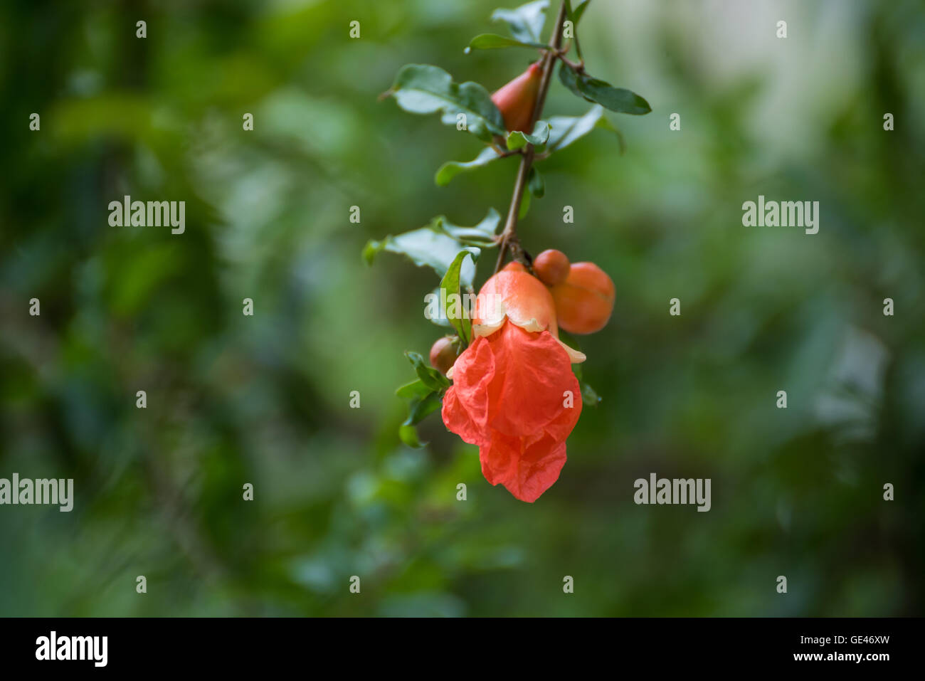 Pomegranate tree flowers hires stock photography and images Alamy