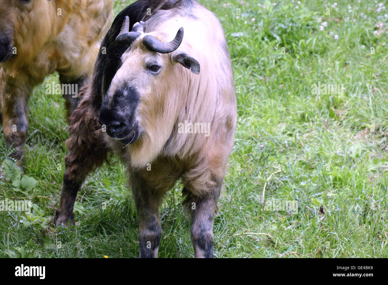 Takin Rearing Takin in the outdoors Stock Photo - Alamy