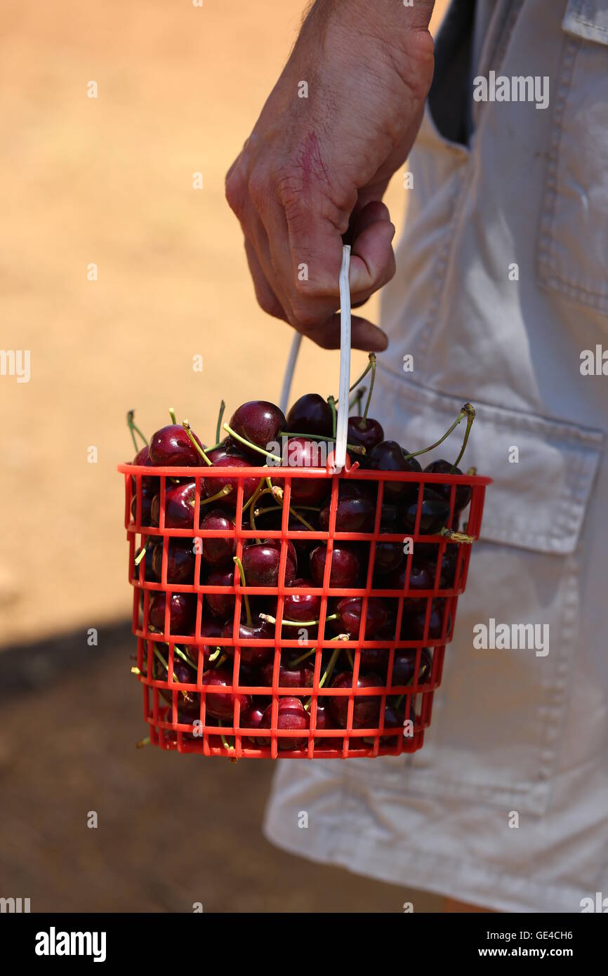 Old Man Holds Fresh Cherry fruits in a Basket. Hand an old man holding basket of fresh red Cherry fruits, that were picked right now. Self Picking Stock Photo