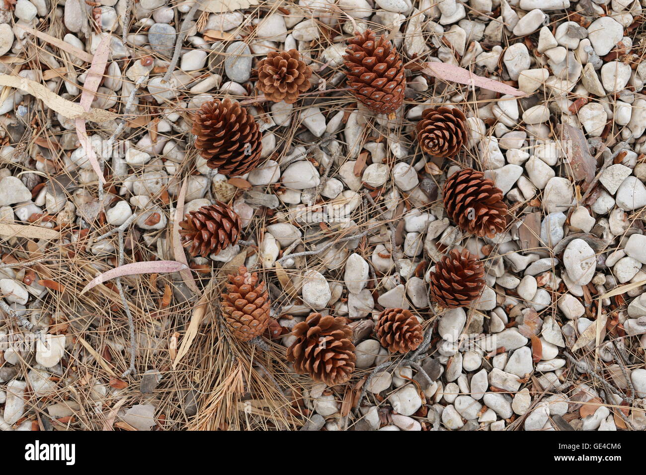 Pine Cones in a Circle. Ten pine cones, 10 dry fruits of a conifer arranged in a circle on the ground. Stock Photo