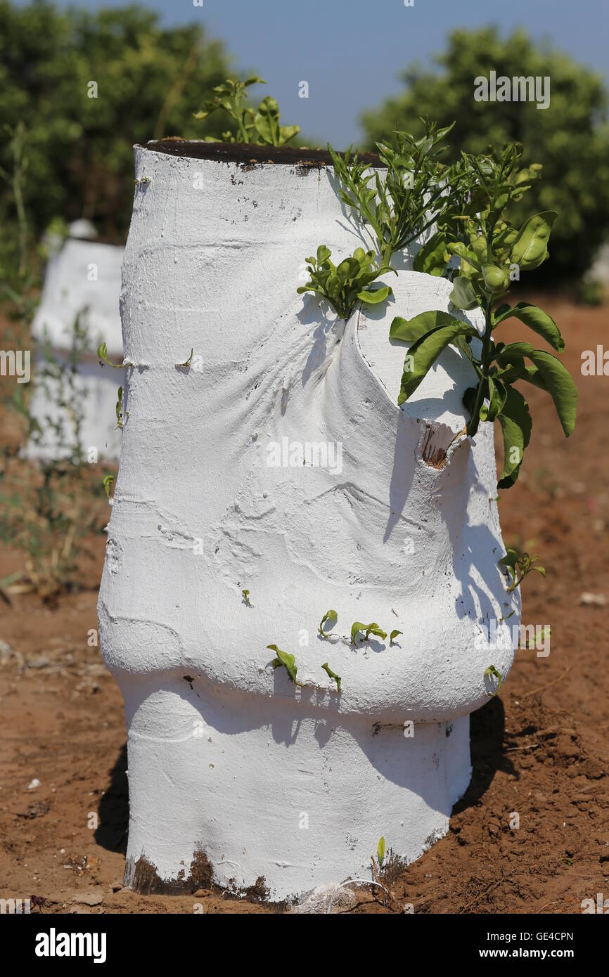 Cut Off Tree Trunk Covered With Whitewash. White cover of lime on chopped citrus tree with green new leaves. Stock Photo