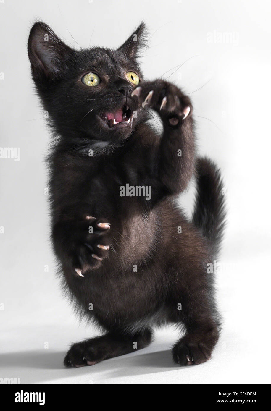 Black kitten standing on hind legs claws out snarling Stock Photo