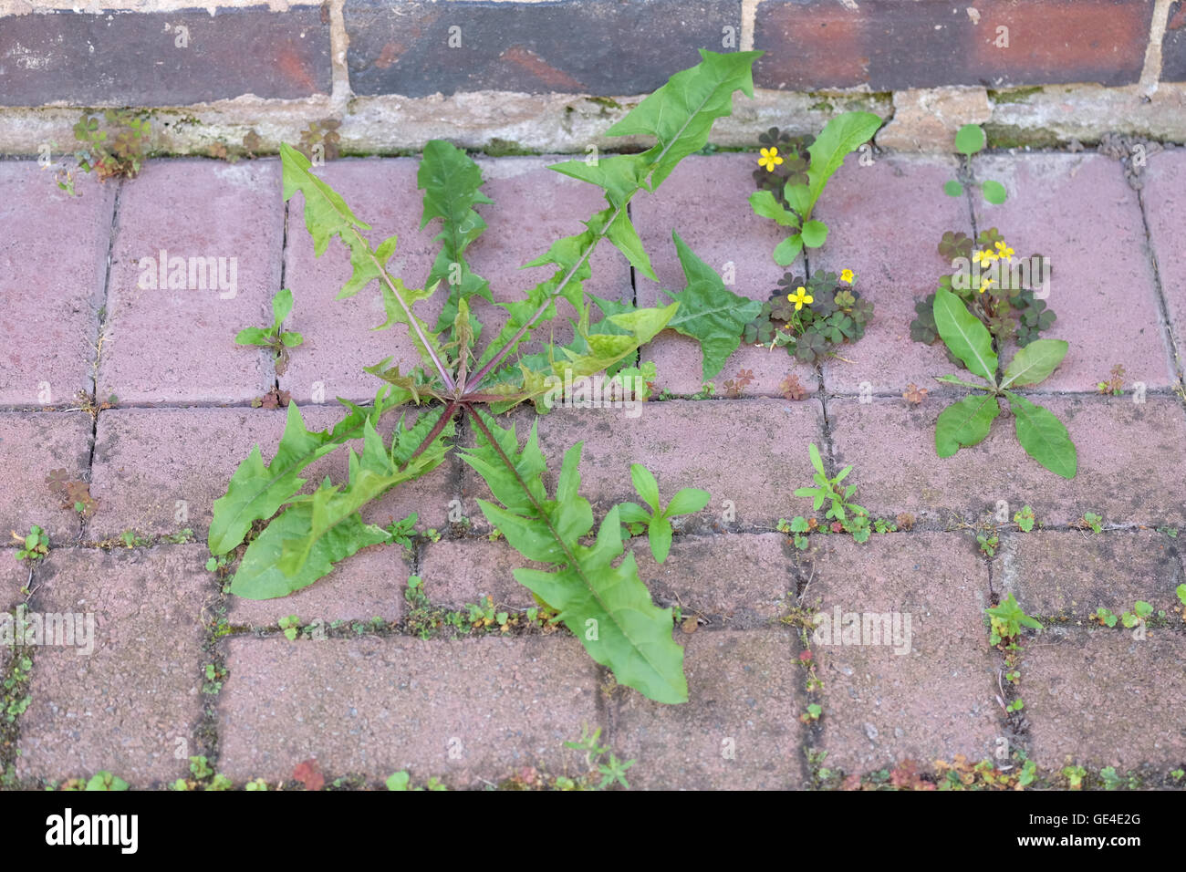 weed growing through block paving Stock Photo Alamy