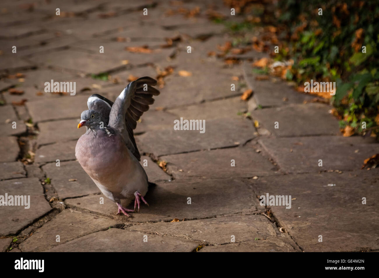 Голубь сидит на голубое. Угарный голубь. Около голубя сидят. Около голубя сидят. Больные голуби на улицах.