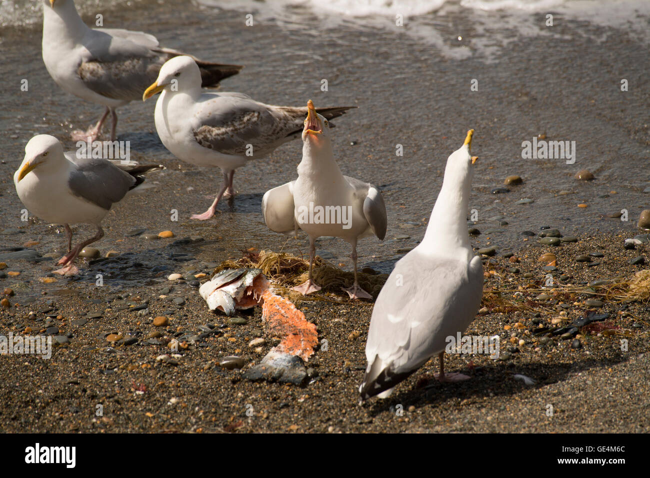 A flock of seagulls on the beach in Aberystwyth squawking  and eating  the remains of a  dead salmon, discarded on the seashore, Wales UK Stock Photo