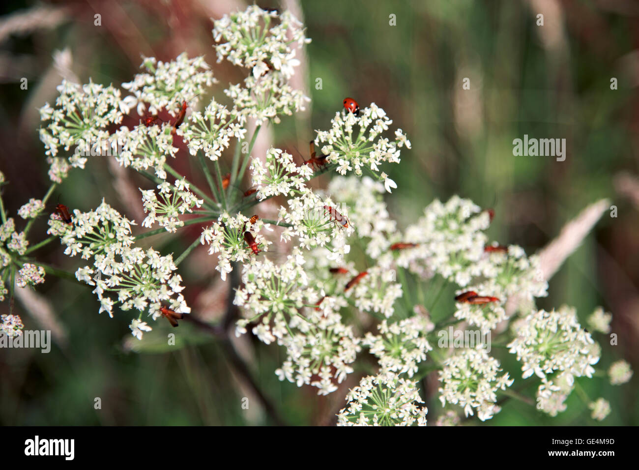 Little bugs on flowers Stock Photo Alamy