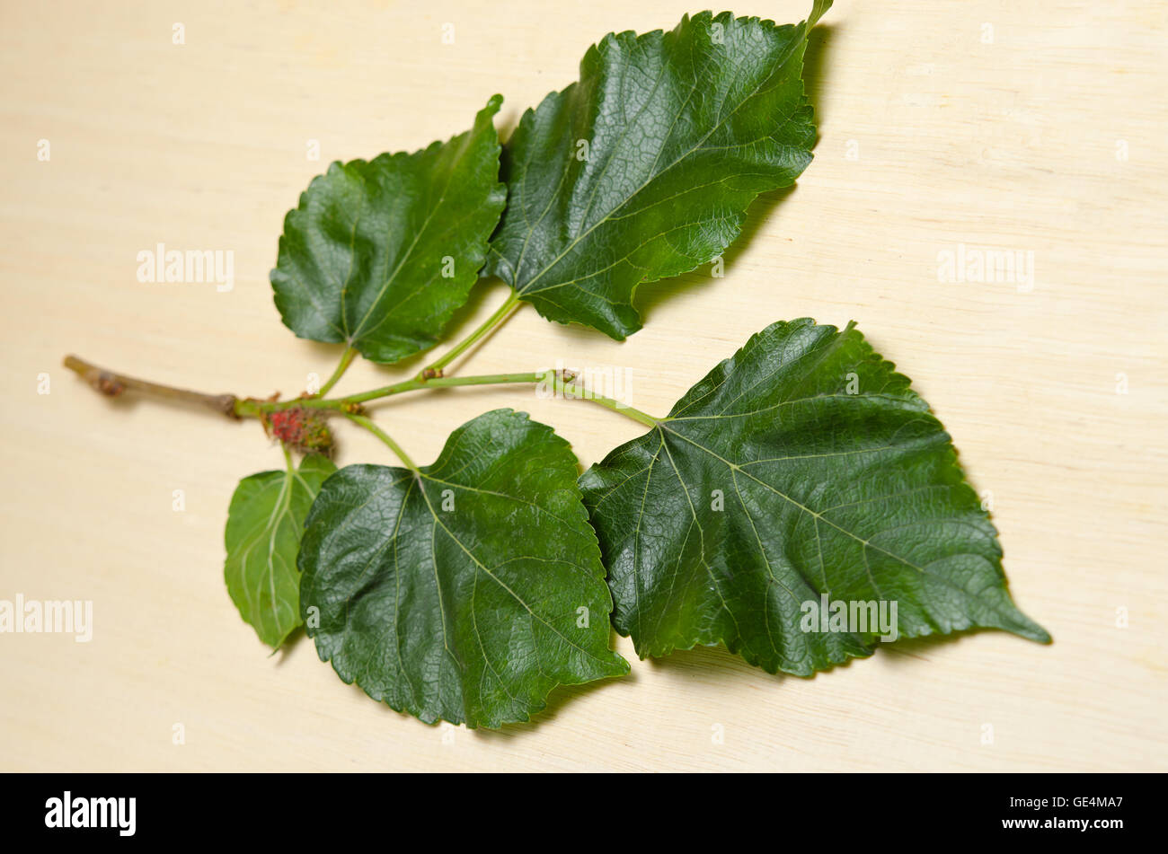 Close-up view of Mulberry (Other names are MORUS ALBA, Moraceae ) leaf over wooden background Stock Photo
