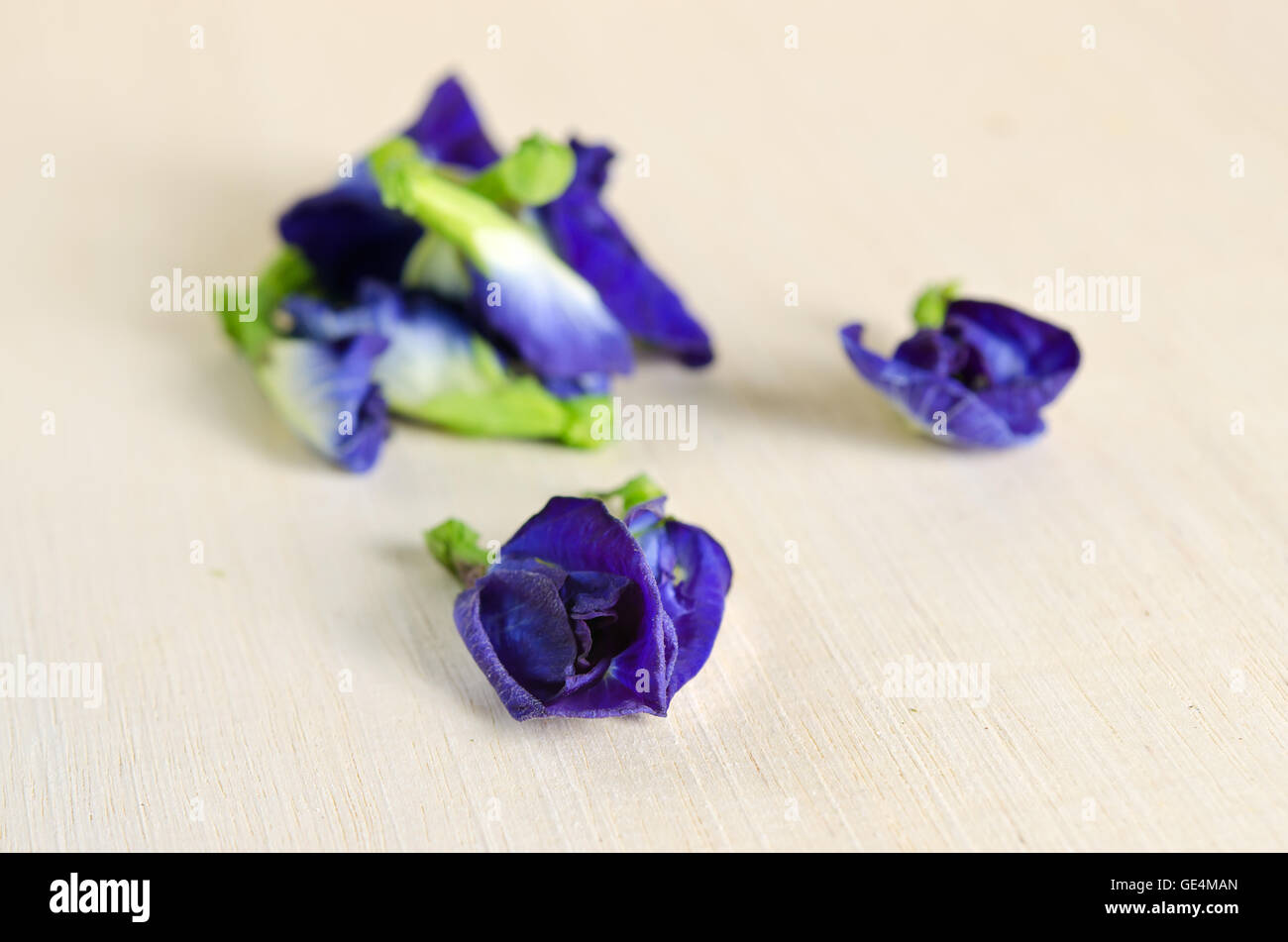 Butterfly pea or Blue pea flowers (Science name Clitoria ternatea L