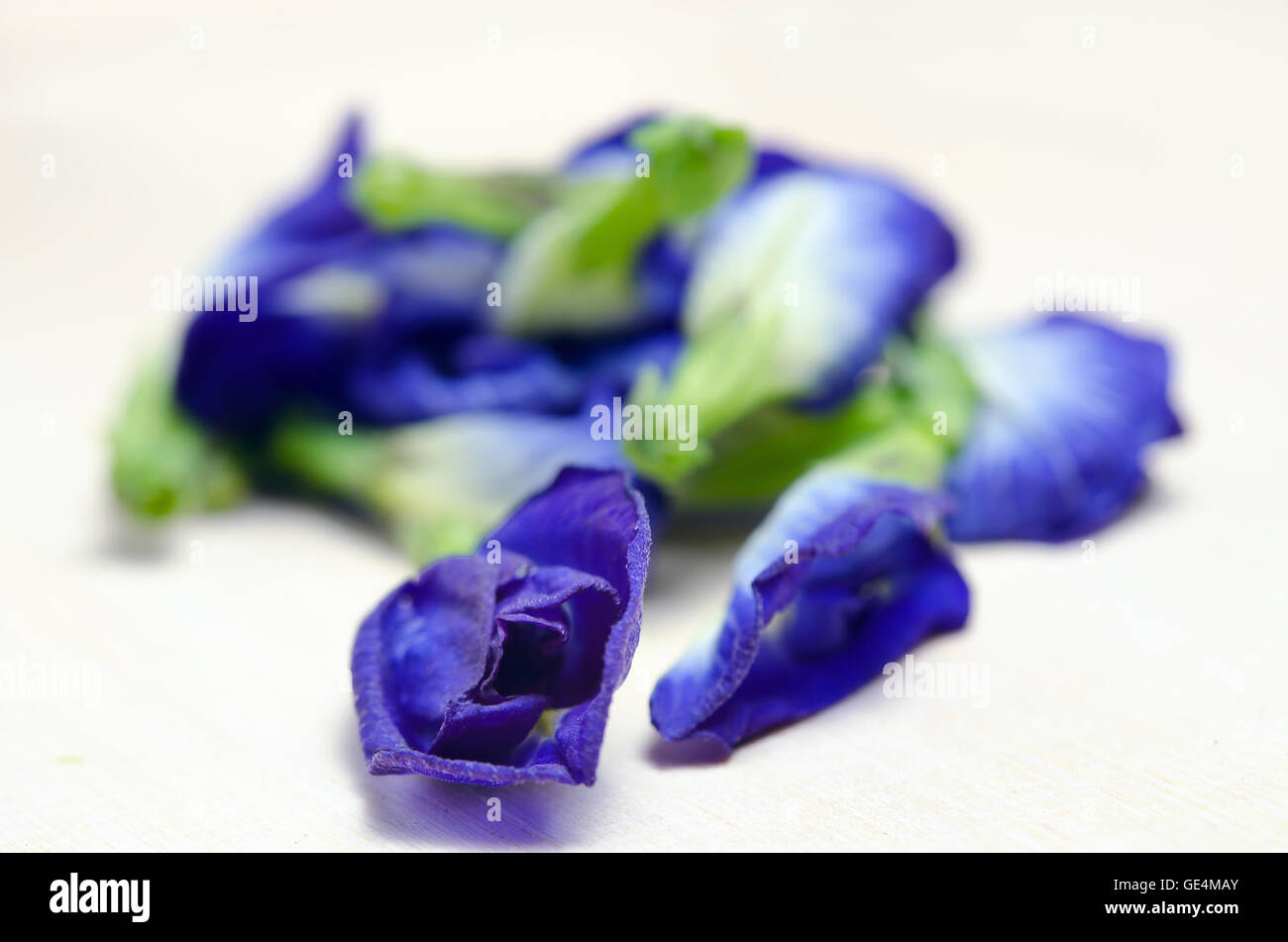 Butterfly pea or Blue pea flowers (Science name Clitoria ternatea L