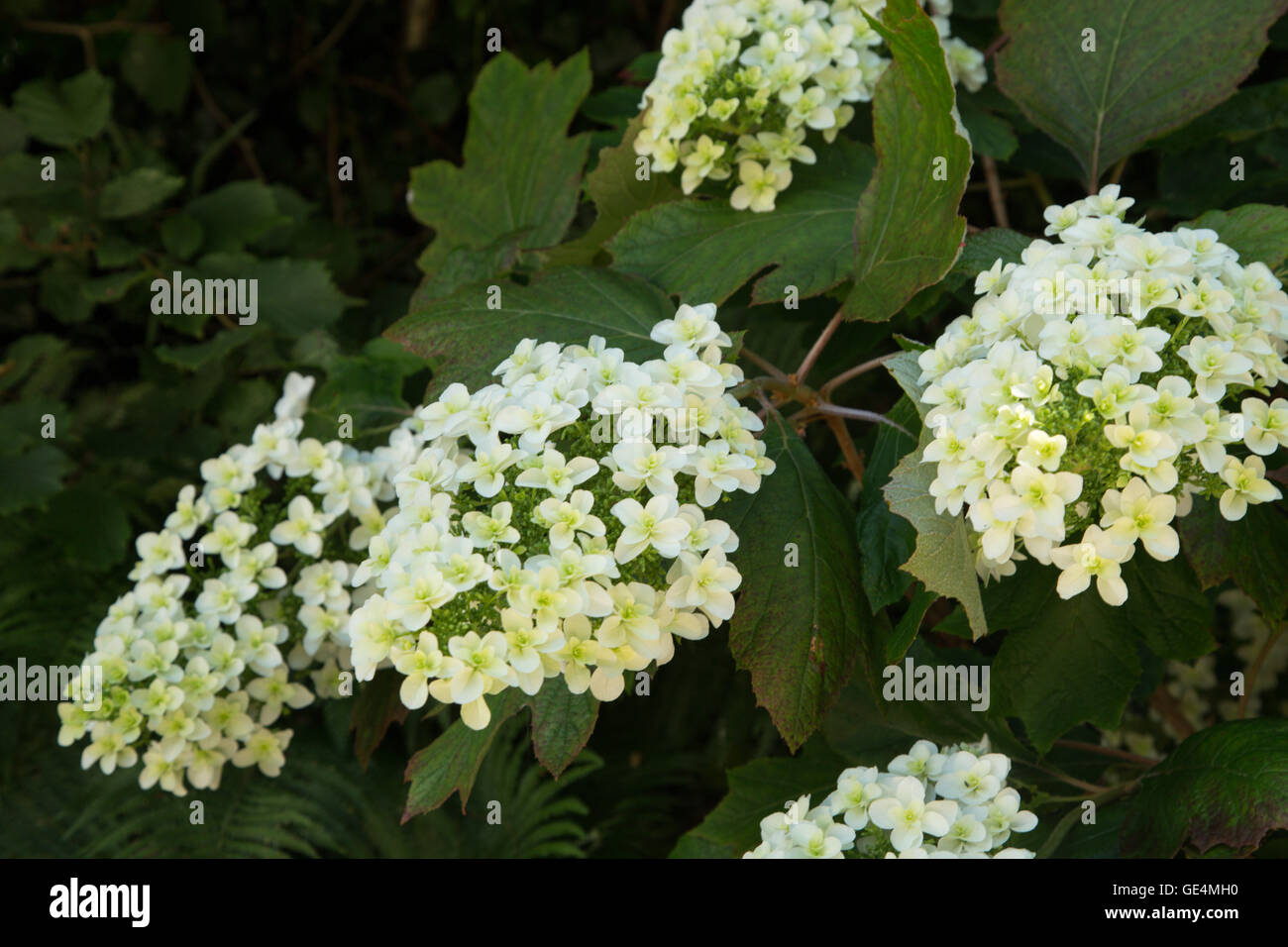 Hydrangea quercifolia,the oakleaf or oak leaved hydrangea, in a ...