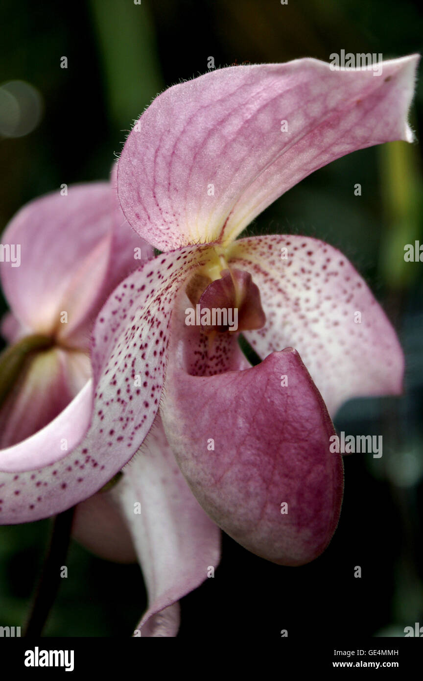 Paphiopedilum Phragmipedium. superbiens var. curtisii orchid – native to Sumatra. Montreal Botanical Gardens – Quebec. Stock Photo