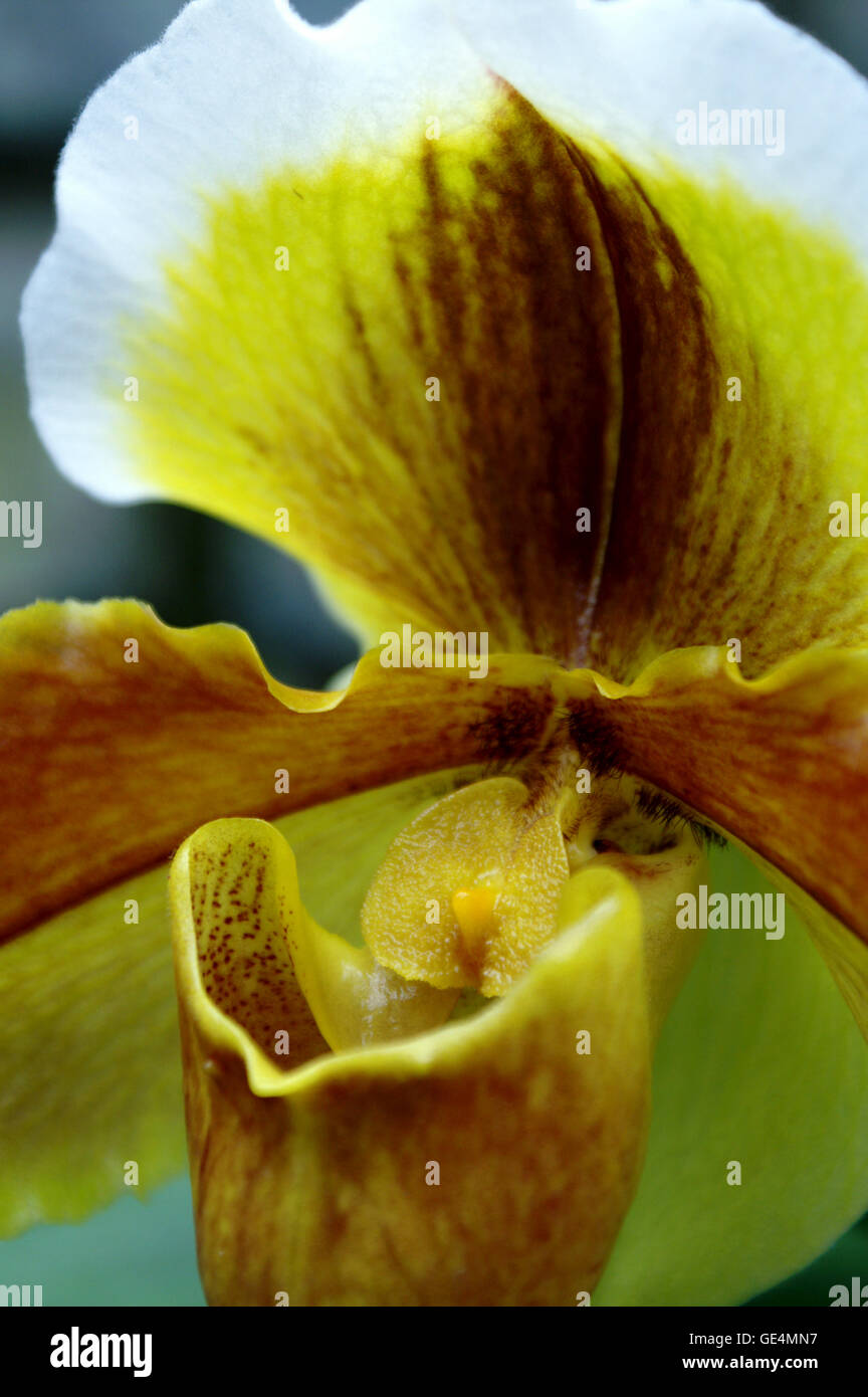 Paphiopedilum insigne var. Sanderae orchid from India. Montreal Botanical Gardens – Quebec. Stock Photo