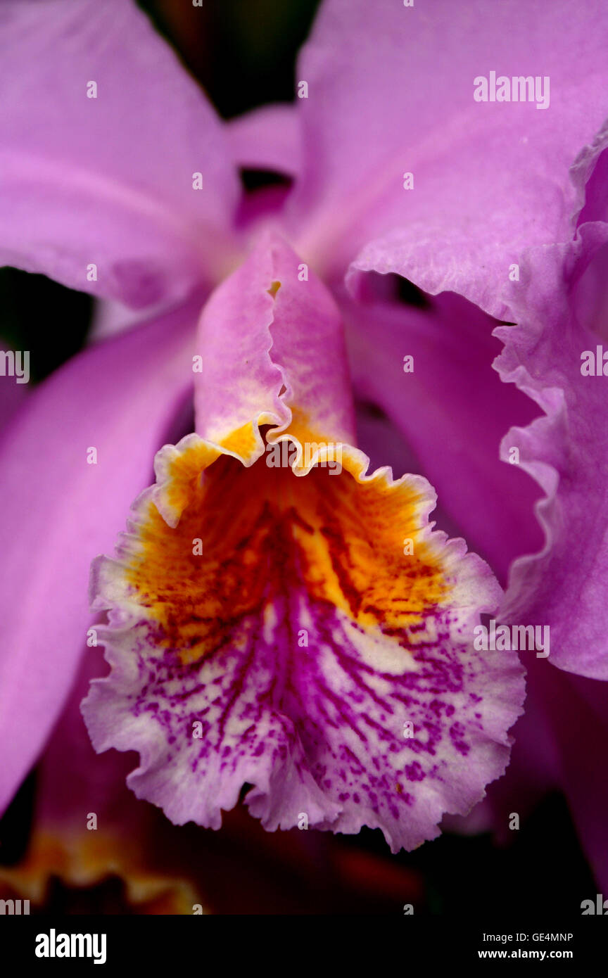Cattleya orchid (Laelia Pulcherrima). Montreal Botanical Gardens – Quebec. Stock Photo
