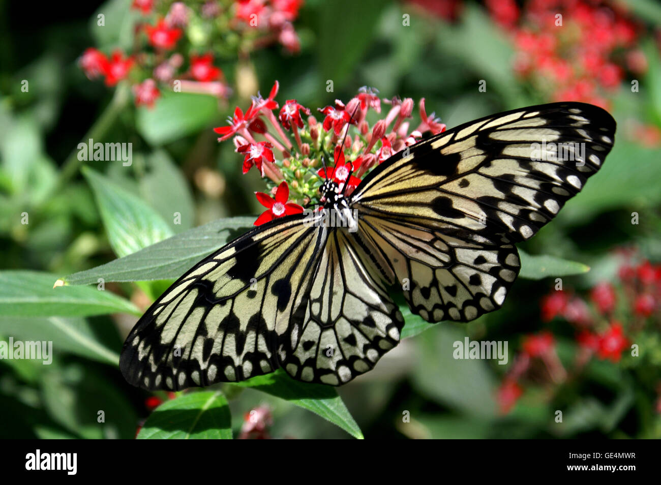 Insectarium at butterfly gardens hires stock photography and images