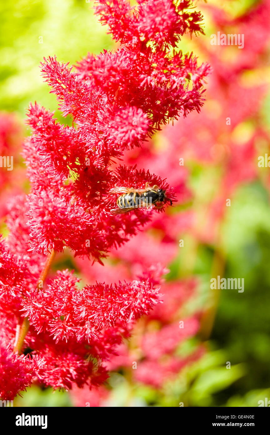 Wasp on red astilbe flower Stock Photo