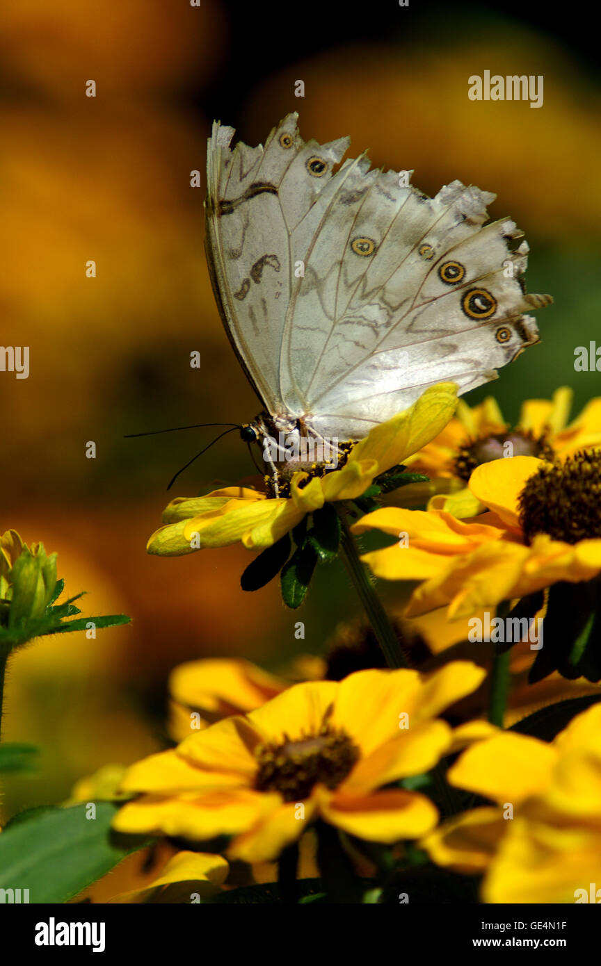 Shoemaker Butterfly (Prepona omphale octavia) Montreal Botanical