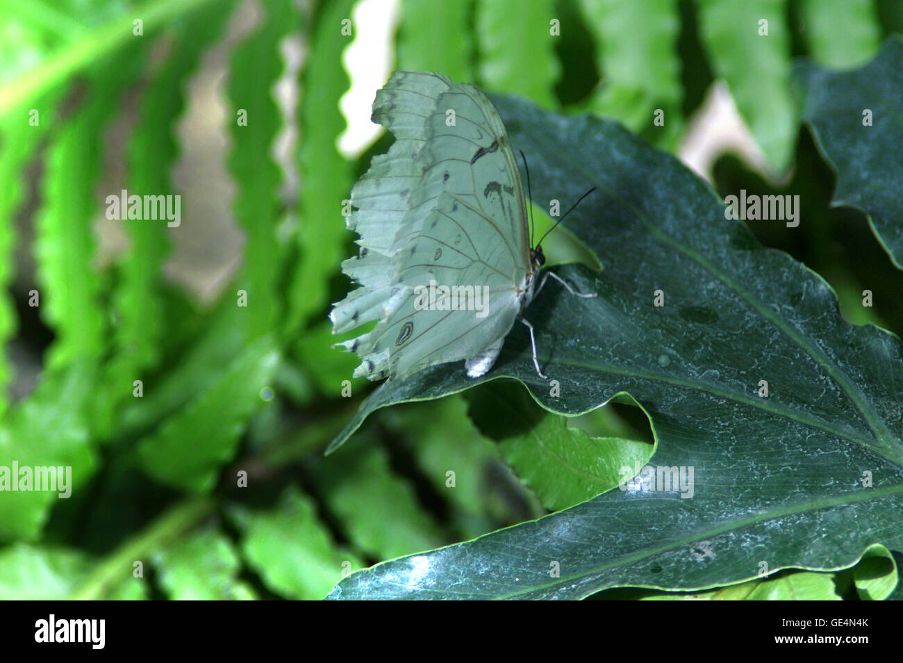 Shoemaker Butterfly (Prepona omphale octavia) Montreal Botanical