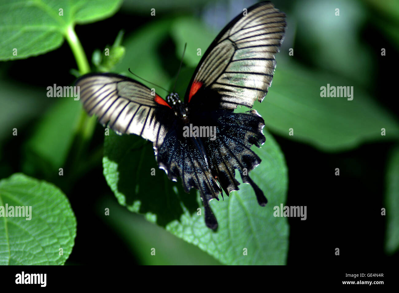 Great Mormon Butterfly (Papilio memnon) Montreal Botanical Gardens