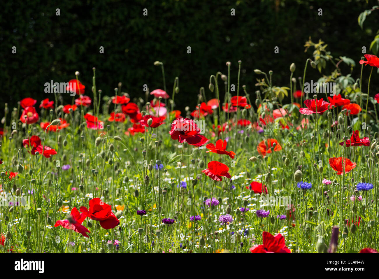 Wild Flower Meadow Stock Photo - Alamy