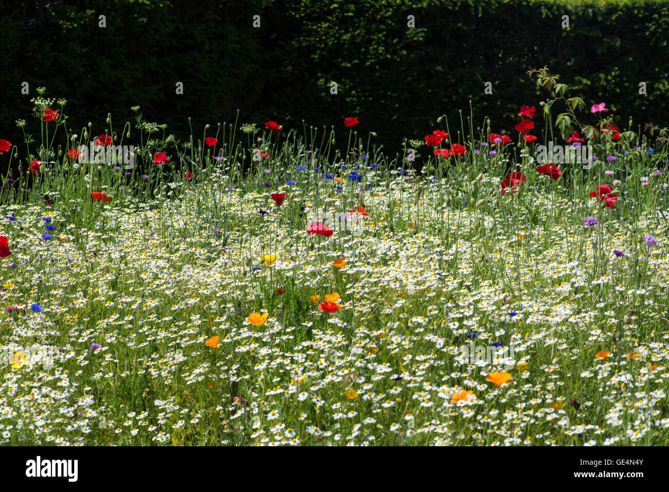 Wild Flower Meadow Stock Photo - Alamy