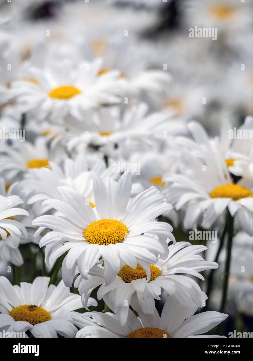 Bunch of fresh marguerite flowers growing in the garden Stock Photo