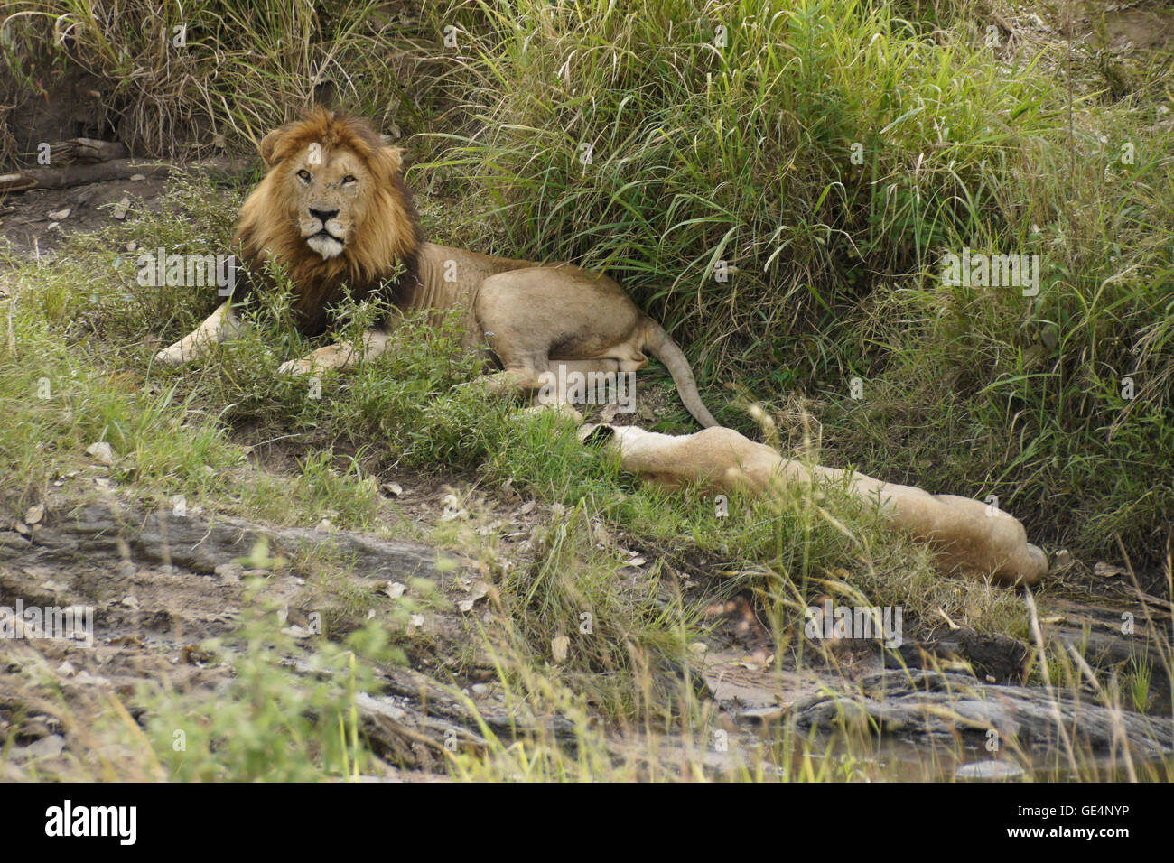 Mating pair of lions resting by water, Masai Mara, Kenya Stock Photo ...