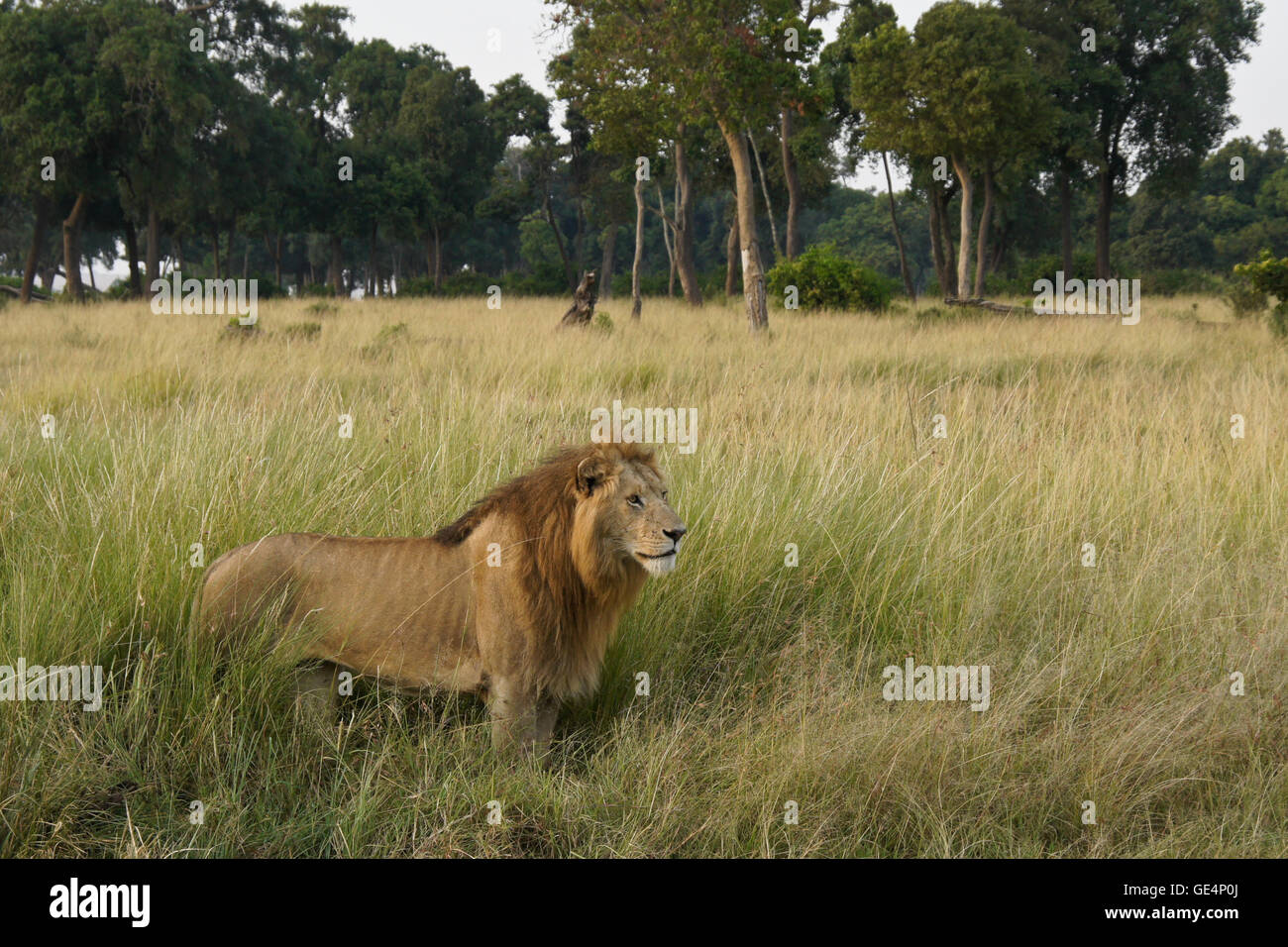 Male lion in grassland at edge of woodland, Masai Mara, Kenya Stock Photo