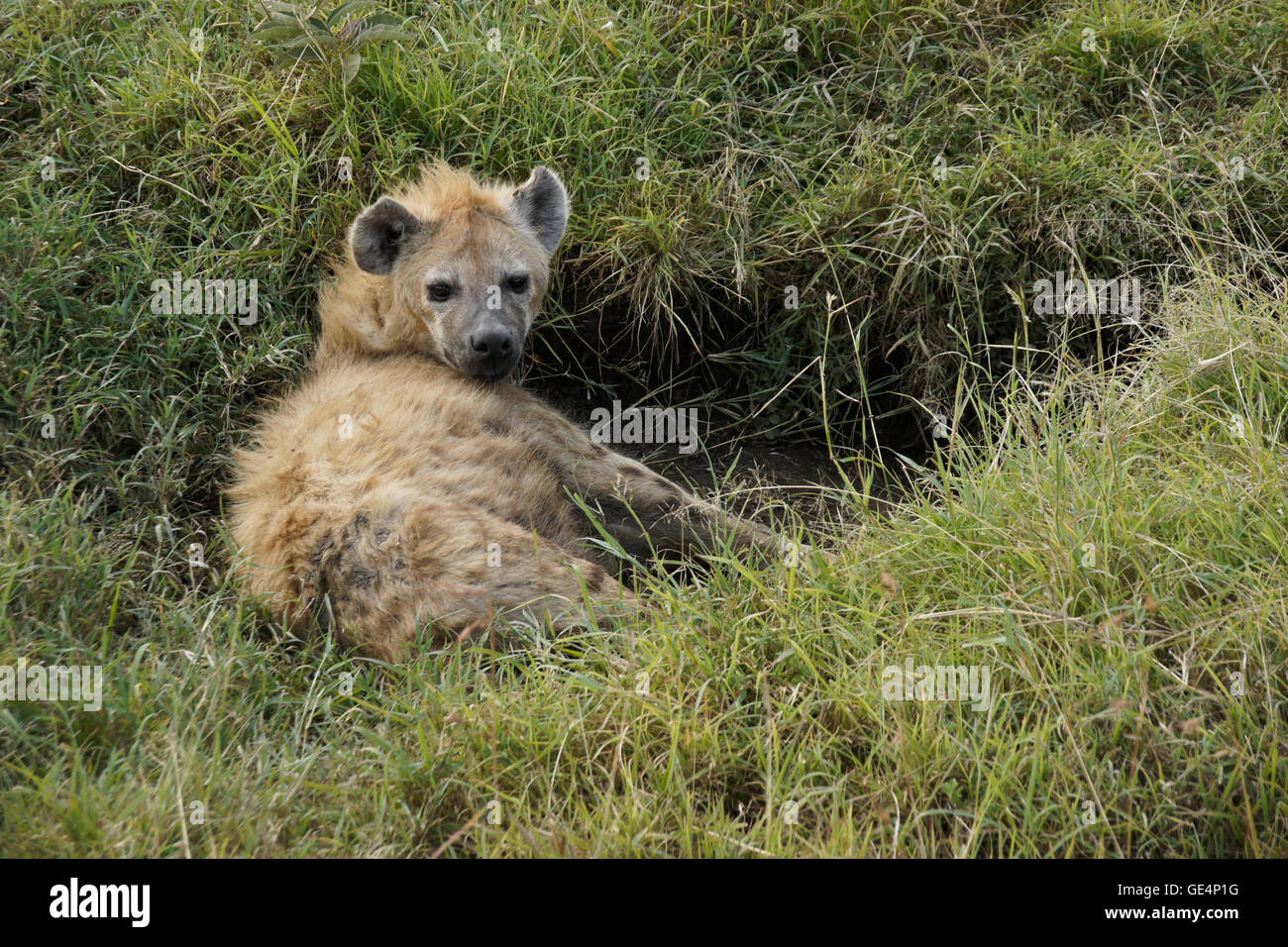Spotted hyena resting in hole, Masai Mara, Kenya Stock Photo