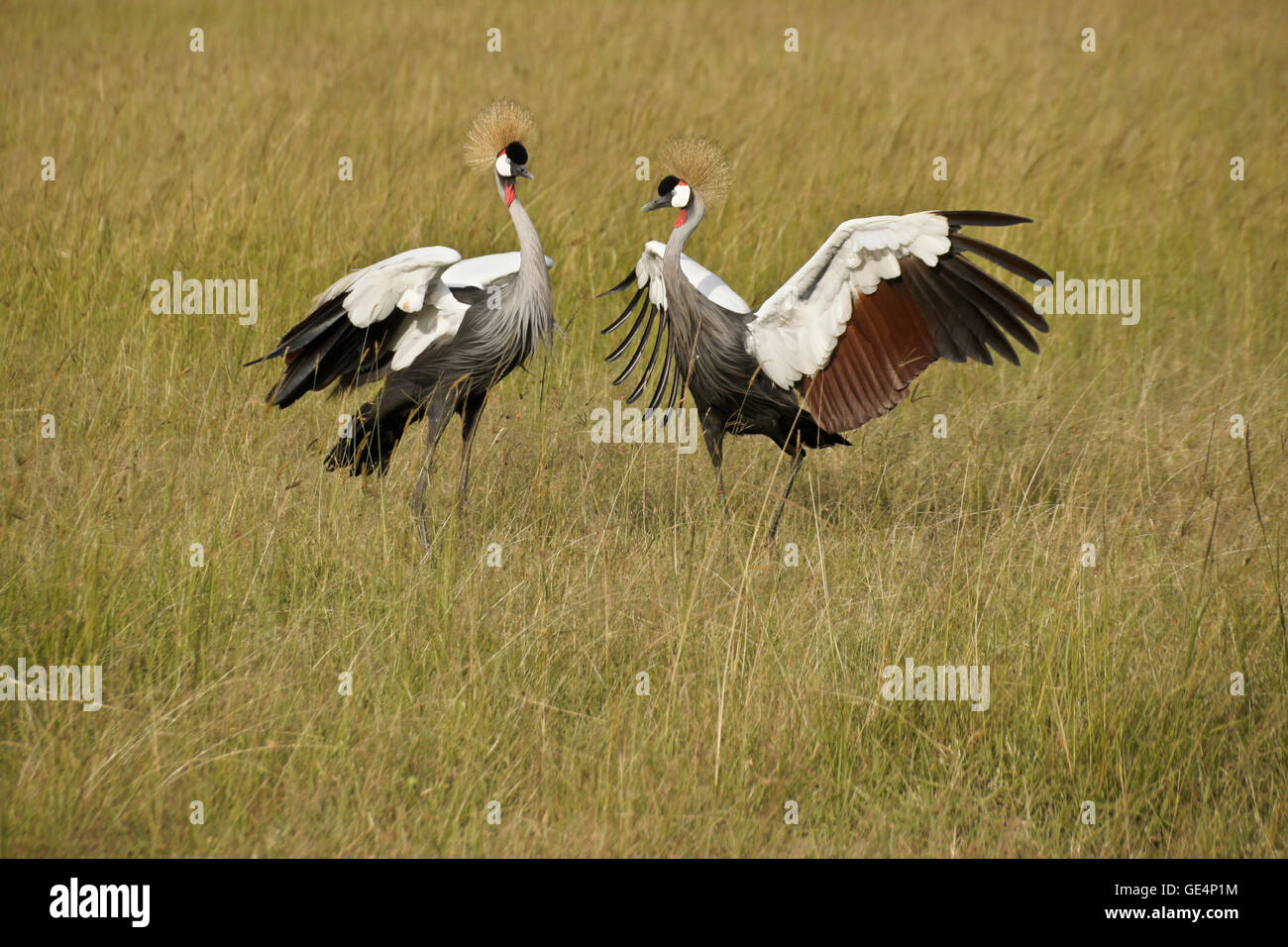 Grey (gray) crowned cranes doing mating dance, Masai Mara, Kenya Stock Photo