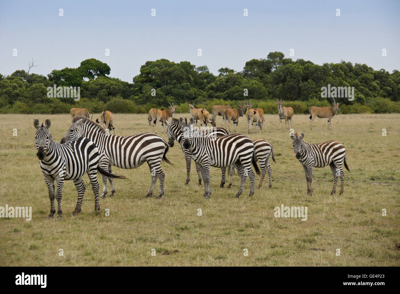 Burchell's (common, plains) zebras and common eland, Masai Mara, Kenya Stock Photo