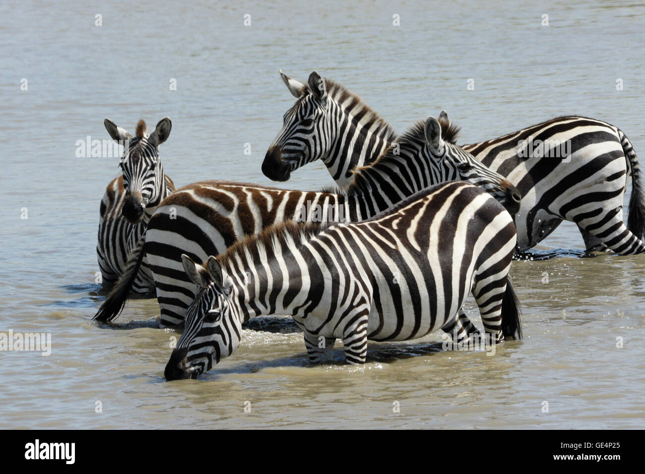 Burchell's (common, plains) zebras drinking in waterhole, Masai Mara, Kenya Stock Photo
