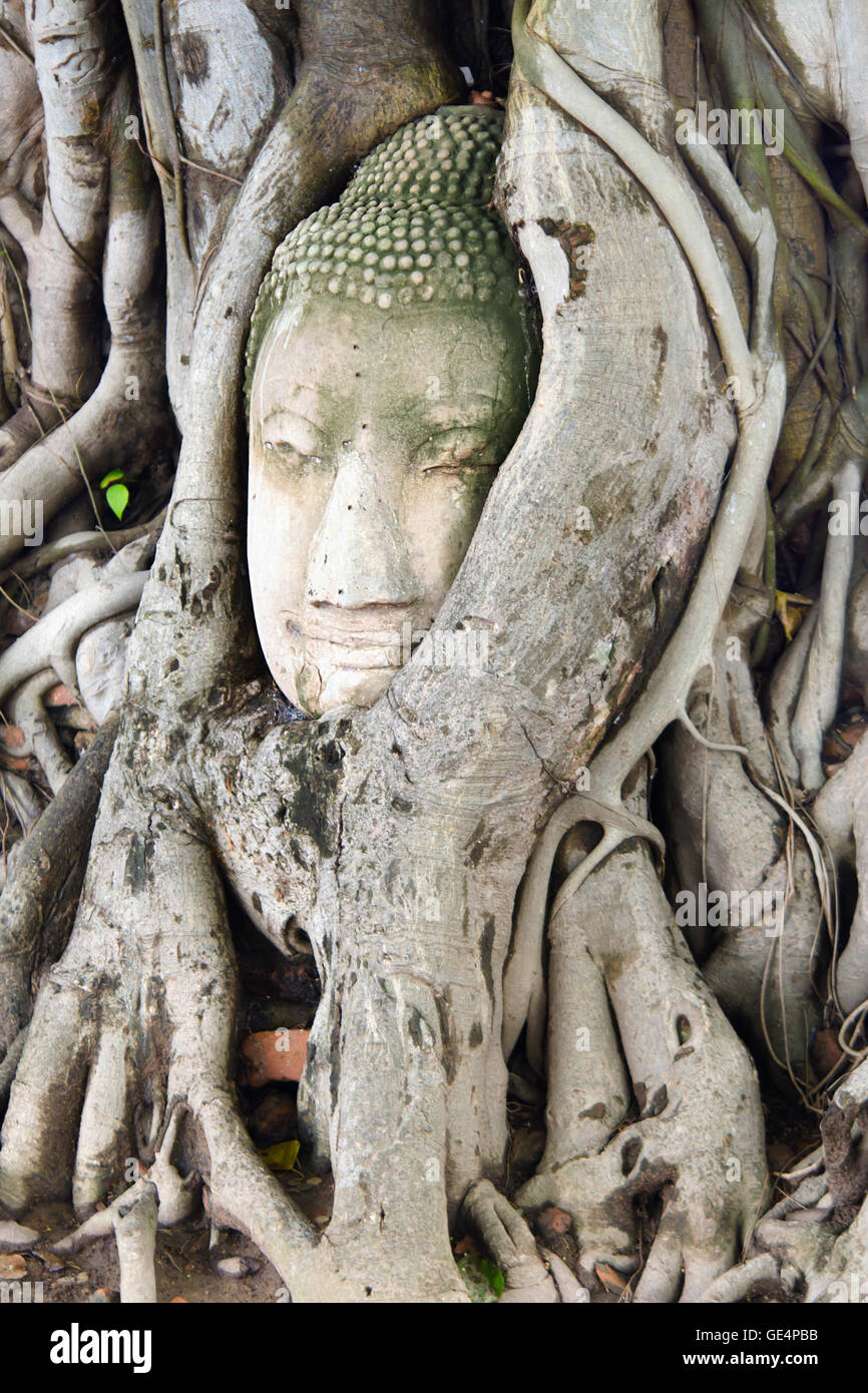 Buddha head sand stone in tree roots (Ayuthya, Thailand) Stock Photo