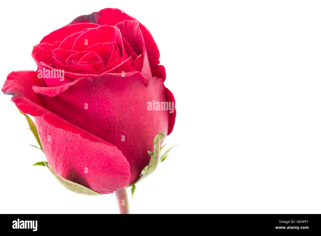 closeup red rose isolated on white background Stock Photo - Alamy