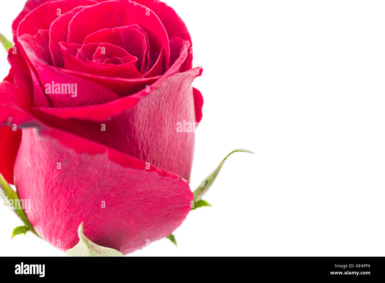 closeup red rose isolated on white background Stock Photo - Alamy