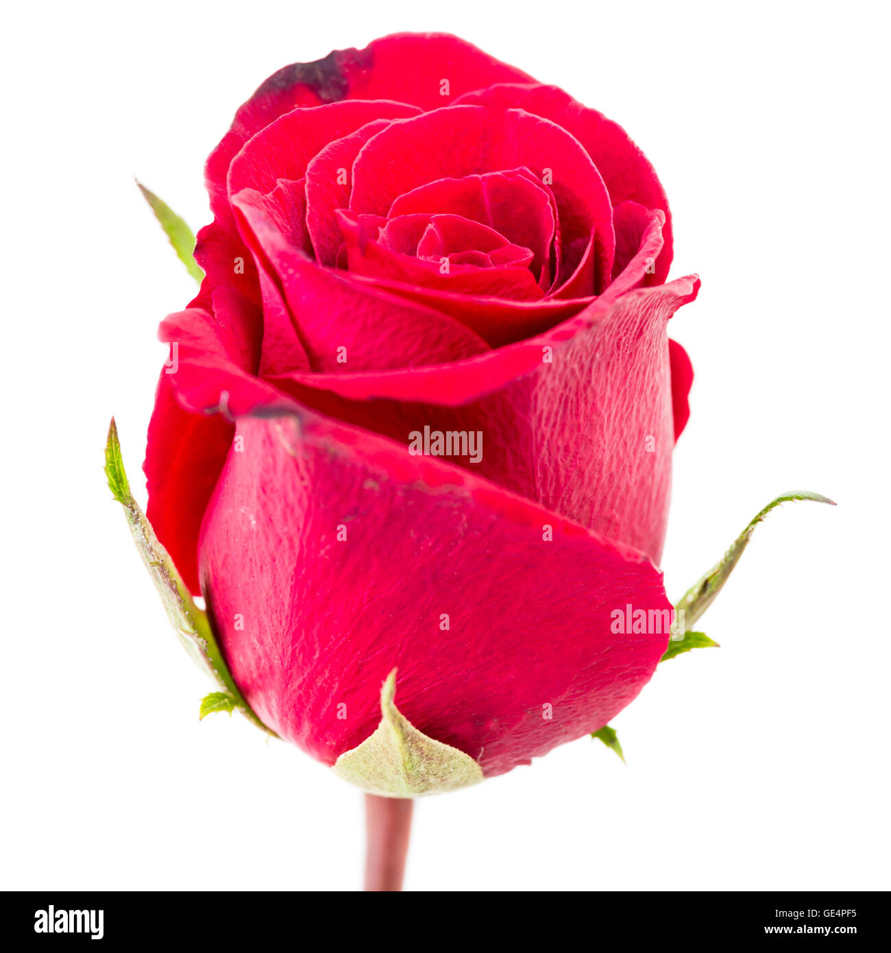closeup red rose isolated on white background Stock Photo - Alamy