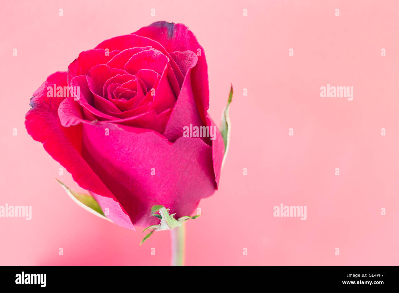 closeup red rose on isolated background Stock Photo