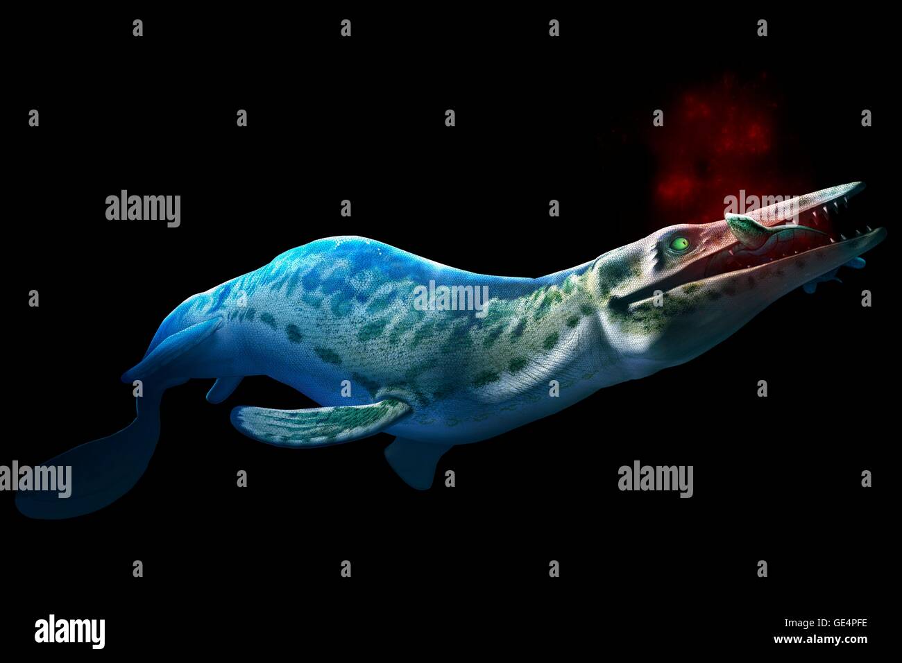 The mosasaur is an extinct marine reptile that lived 70-65 million years ago. It had a long, barrel-shaped body, paddle-like flippers and a large heavy skull. It grew over 15 metres in length and weighed roughly 15 tons. In this image, the creature is seen with some prey, a turtle. Stock Photo
