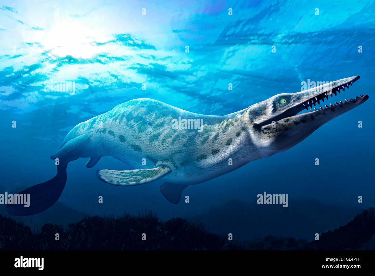 The mosasaur is an extinct marine reptile that lived 70-65 million years ago. It had a long, barrel-shaped body, paddle-like flippers and a large heavy skull. It grew over 15 metres in length and weighed roughly 15 tons. Stock Photo