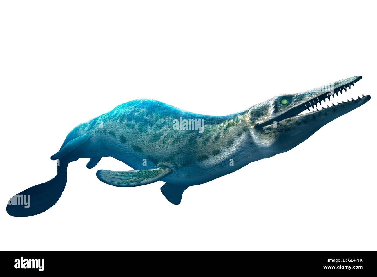 The mosasaur is an extinct marine reptile that lived 70-65 million years ago. It had a long, barrel-shaped body, paddle-like flippers and a large heavy skull. It grew over 15 metres in length and weighed roughly 15 tons. Stock Photo