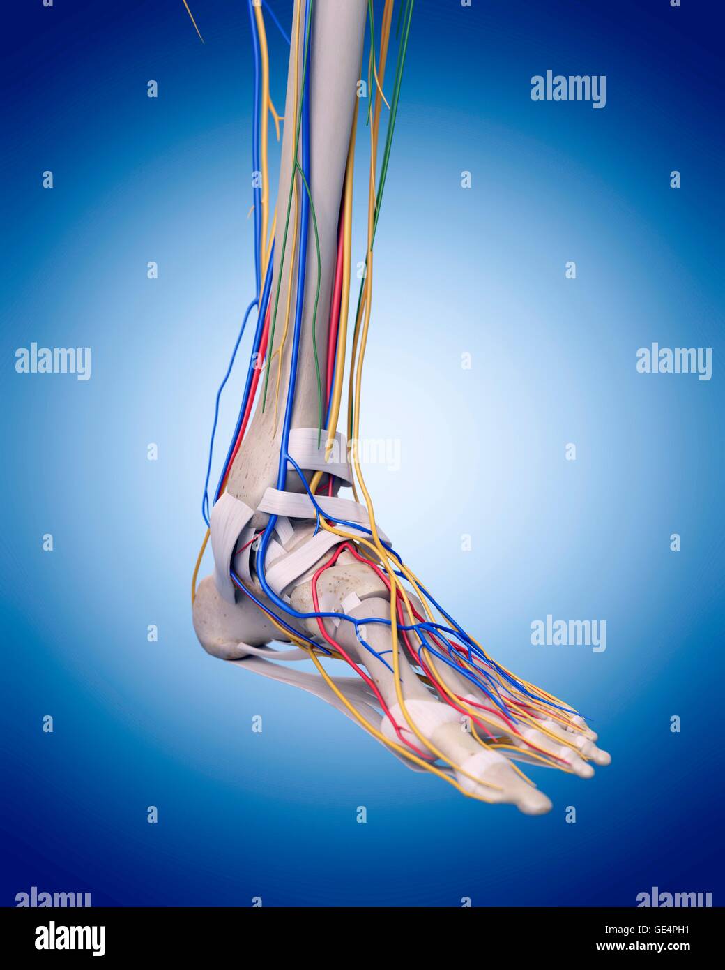 Veins Arteries Foot High Resolution Stock Photography And Images Alamy
