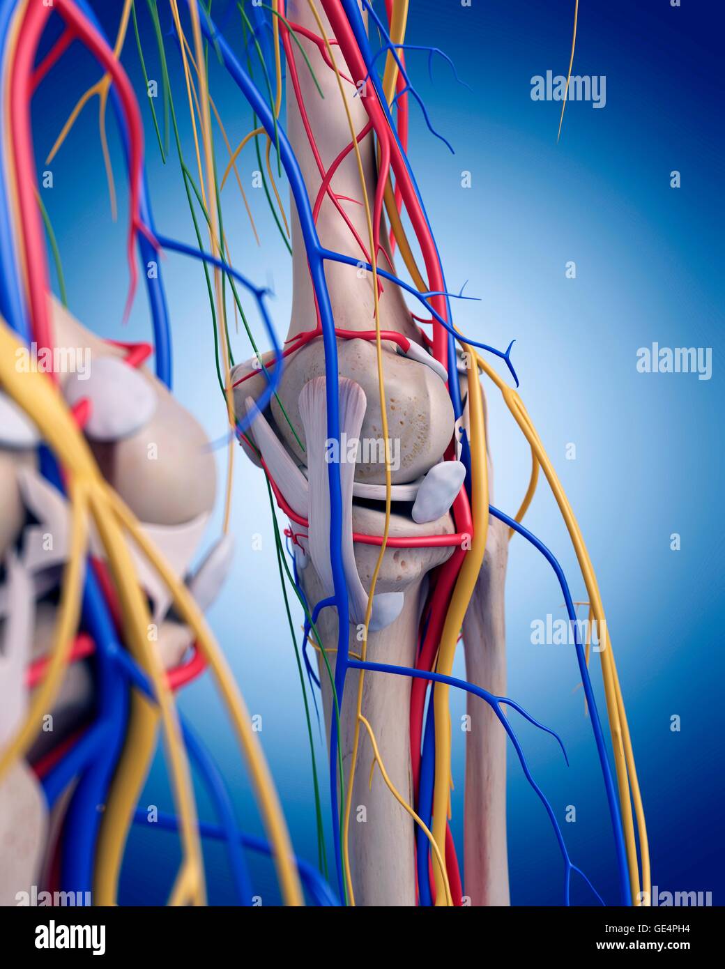 Human knee anatomy, illustration Stock Photo Alamy