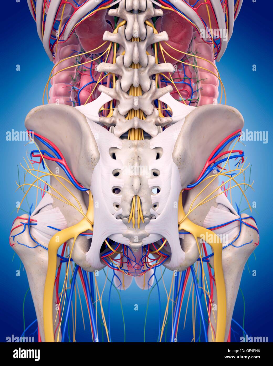 Human hip anatomy, illustration. Stock Photo