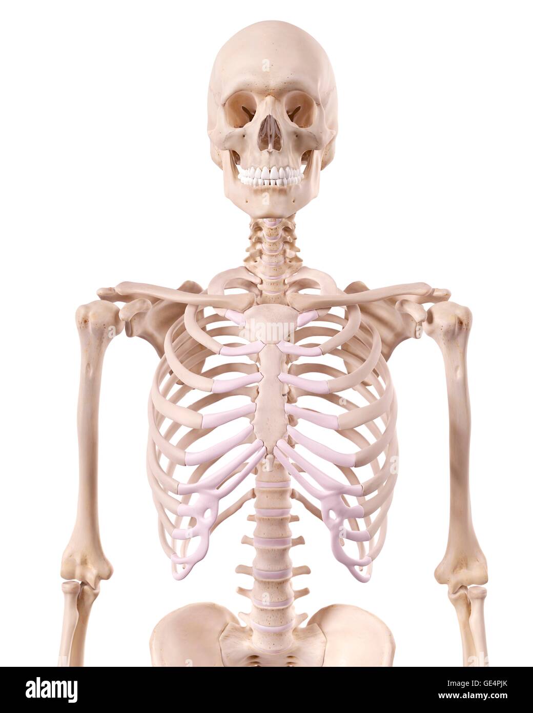 Human skeletal structure illustration Stock Photo Biology Diagrams