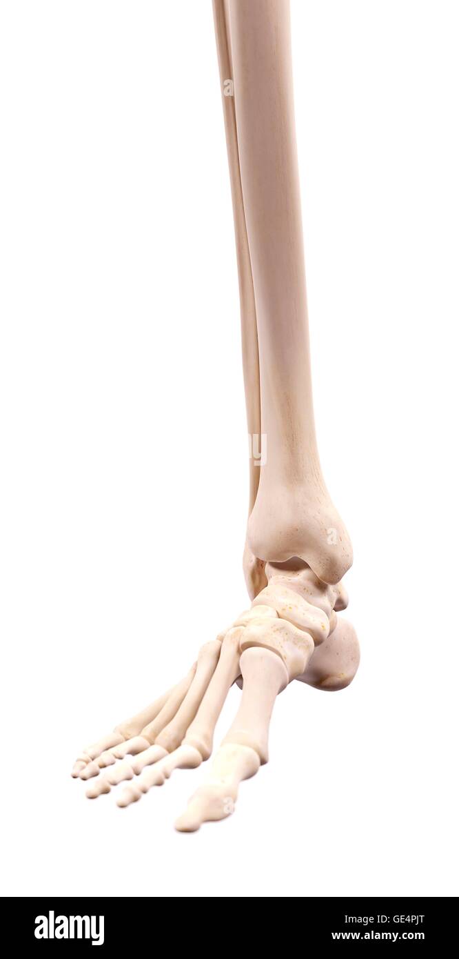 Human foot bones, illustration. Stock Photo