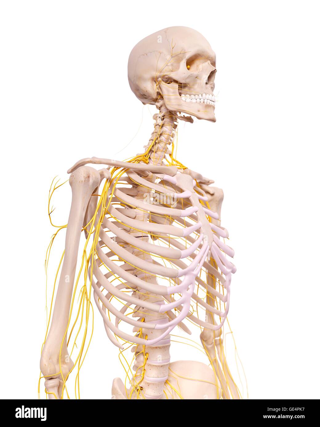 Human nervous system, illustration. Stock Photo