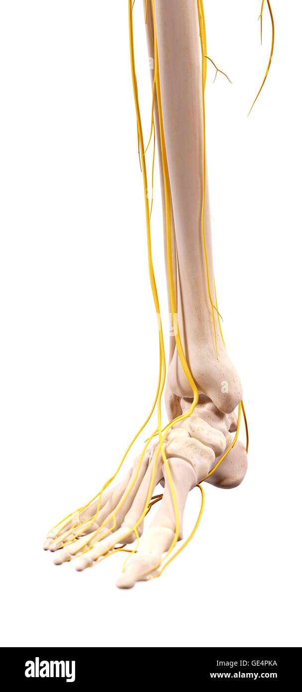 Human foot nerves, illustration. Stock Photo