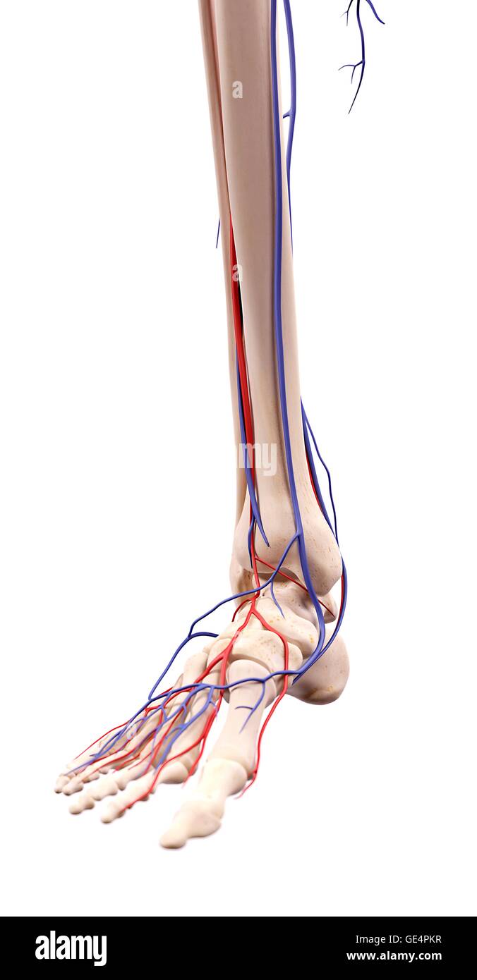 Human foot anatomy, illustration. Stock Photo