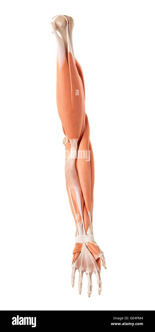 Muscles of the human arm, illustration Stock Photo Alamy