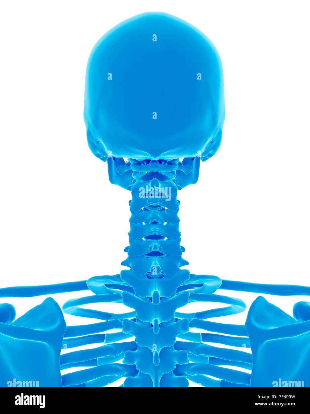 Anatomy human skull rear view hi-res stock photography and images - Alamy